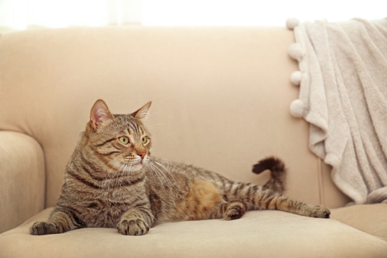 grey tabby laying on couch