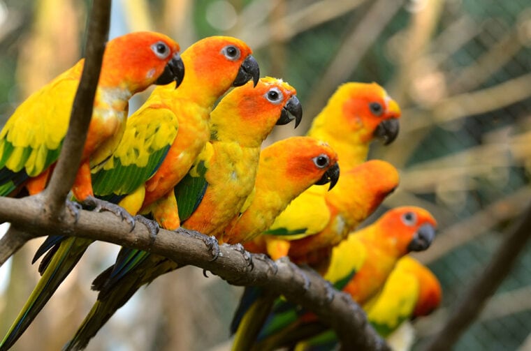 group of Sun Conure Parrots