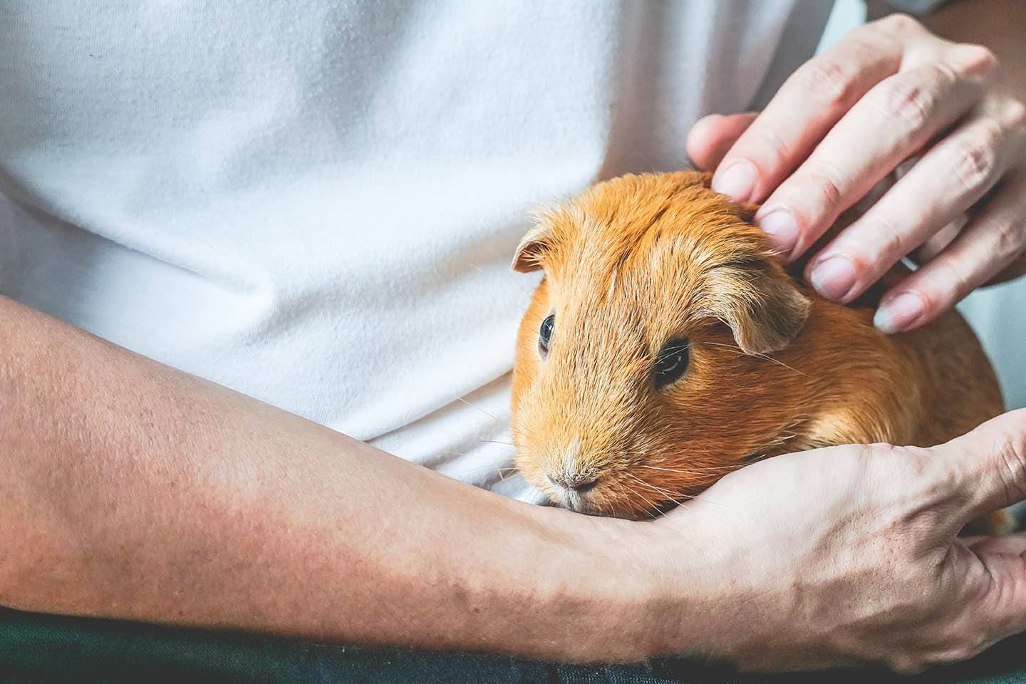 guinea pig in the arm