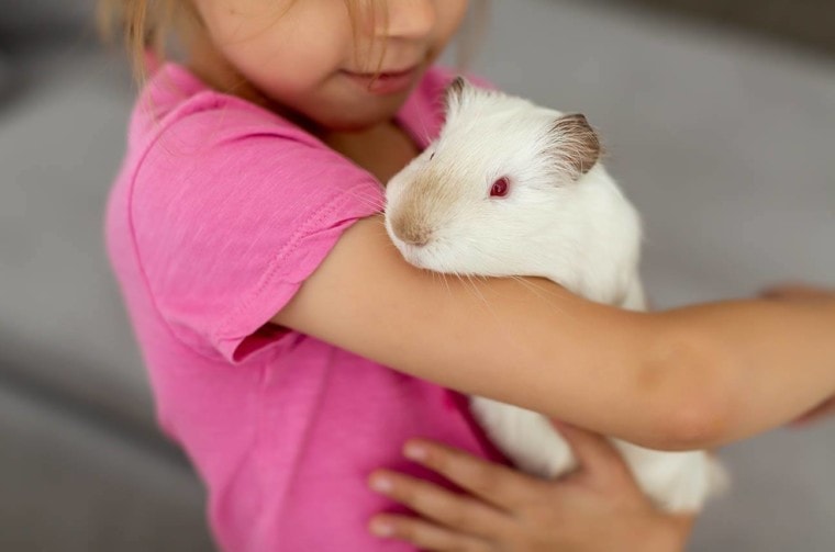 guinea pig licking girl's arm