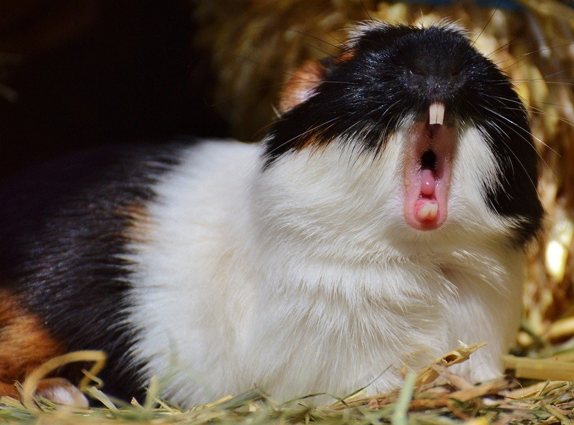 guinea pig squeak
