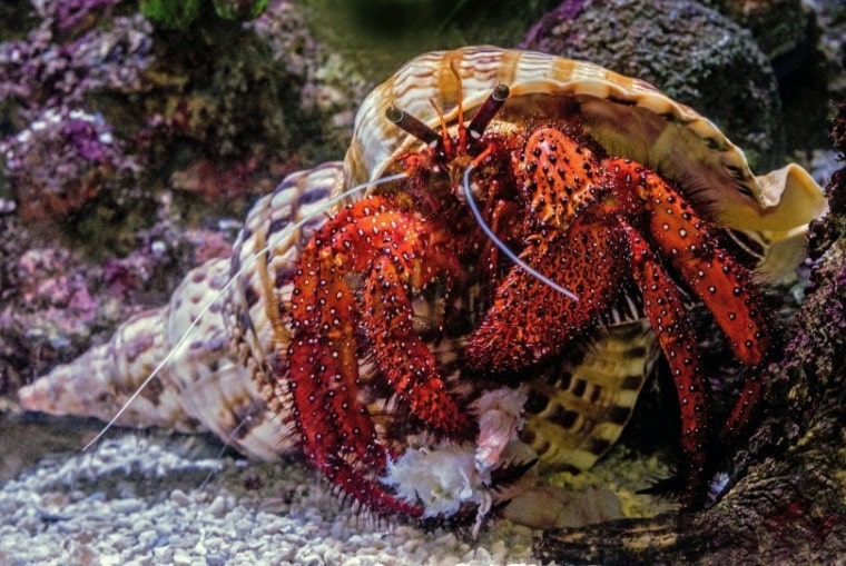 hairy red hermit crab