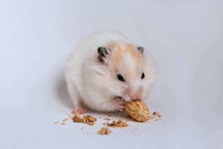 hamster gnaws nut
