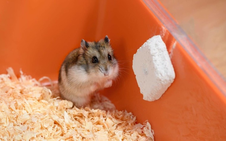 How to know if your hamster is dying
