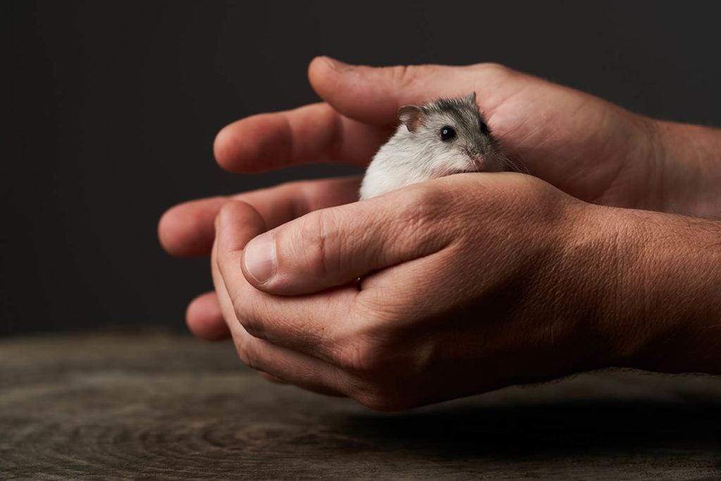 hand holding hamster_Gecko Studio, Shutterstock