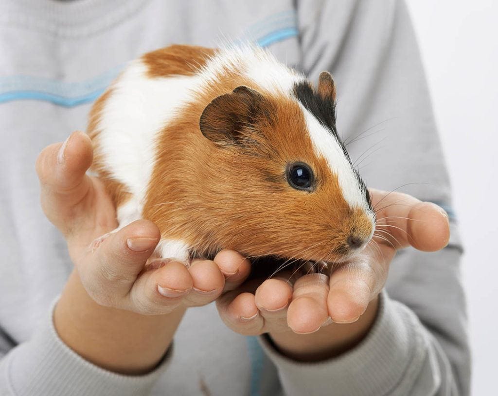 hands holding guinea pig