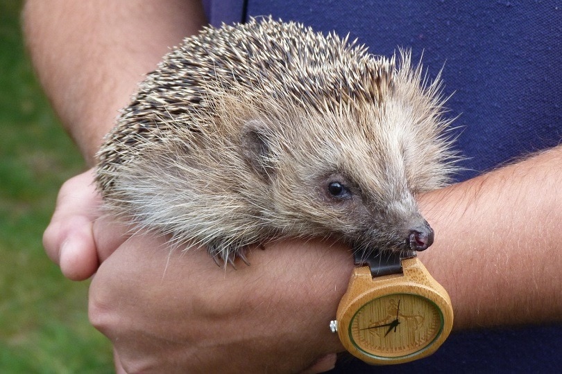 hedgehog-pixabay