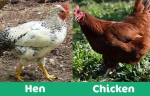 hen difference ronnie normanack