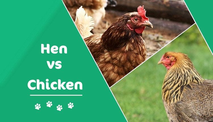 hen vs chicken