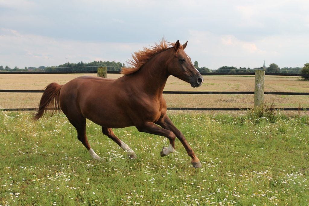 horse galloping in the pasture