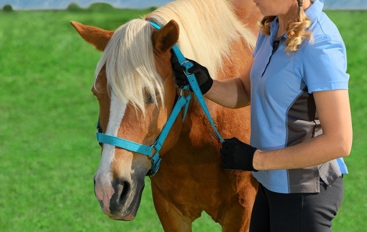 horse with blue halter