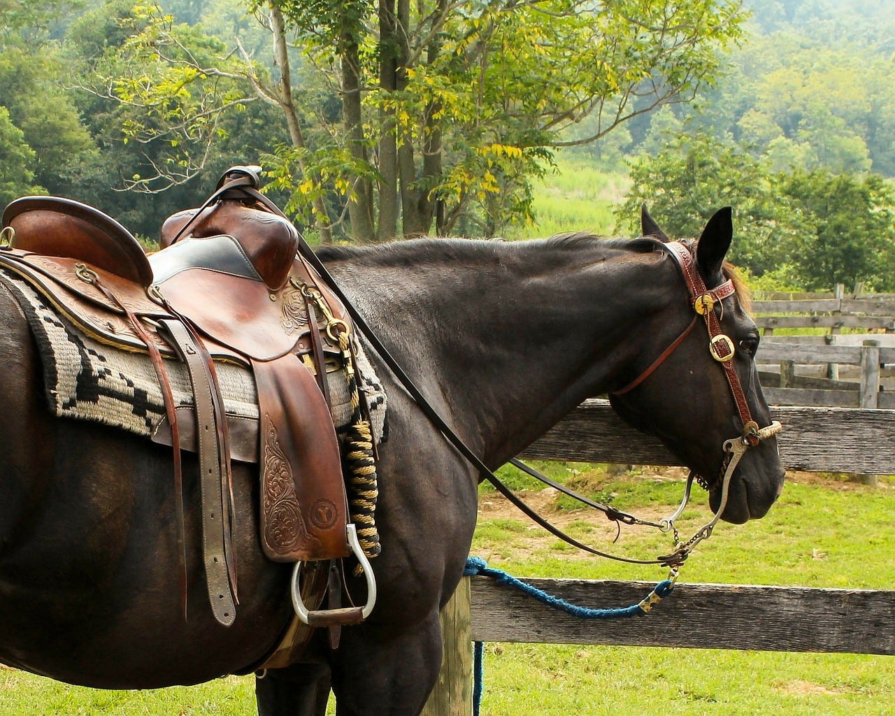 horse with western saddle