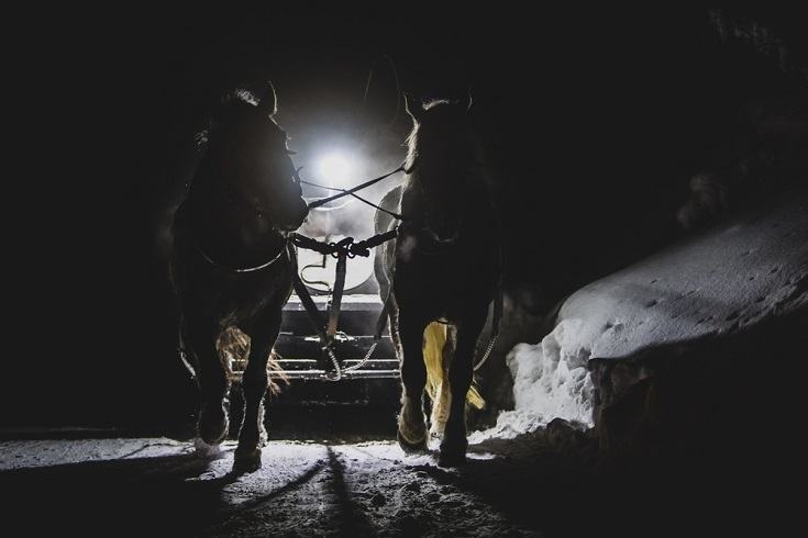 Can Horses See In The Dark Your Questions Answered Pet Keen
