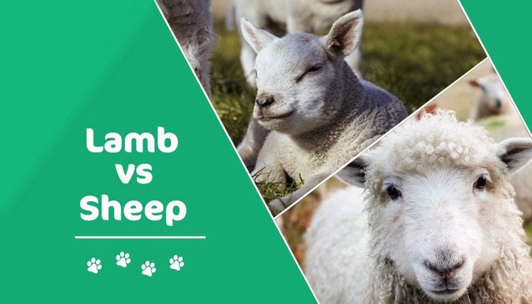 Lamb vs Sheep: What's the Difference? (With Pictures) | Pet Keen