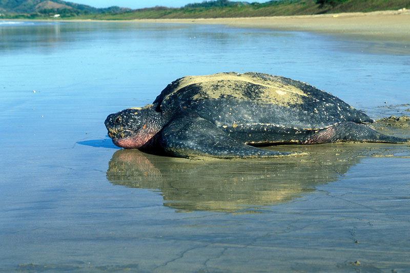 leatherback sea turtle going back to the sea