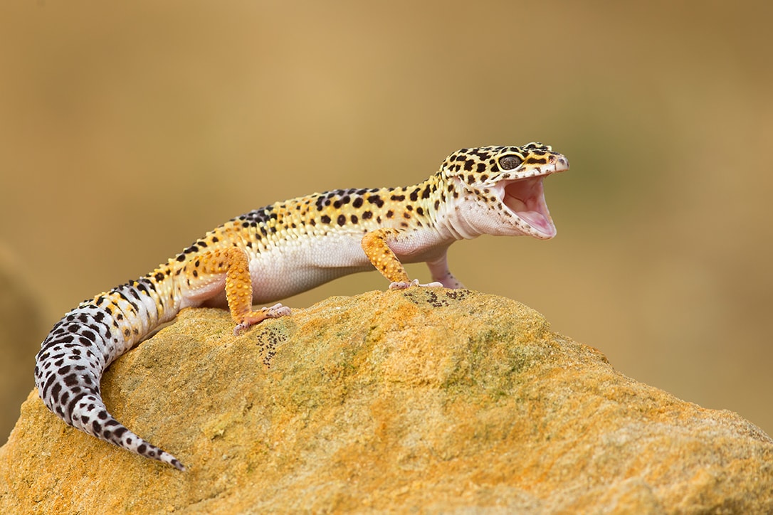 Boca abierta de gecko leopardo