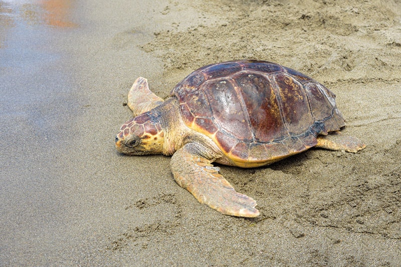 головастая морская черепаха возвращается в море