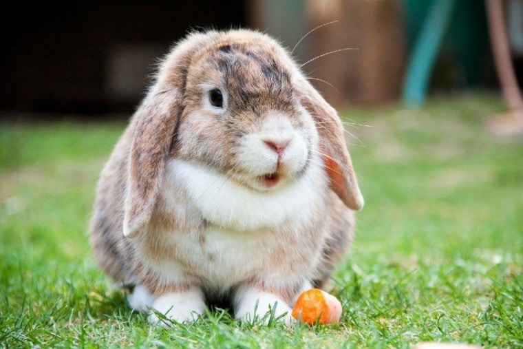lop eared rabbit