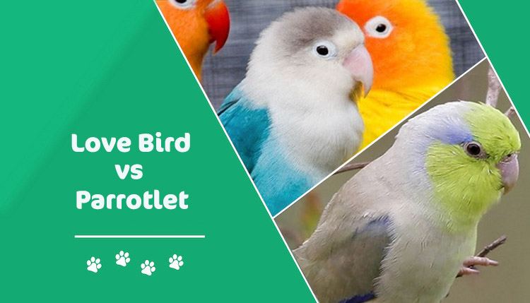 love bird vs Parrotlet