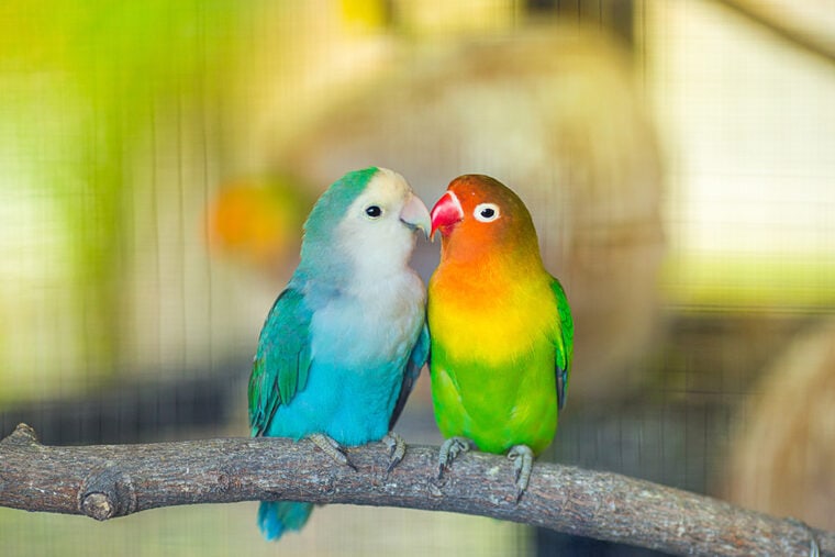 lovebirds kissing while perched on a branch