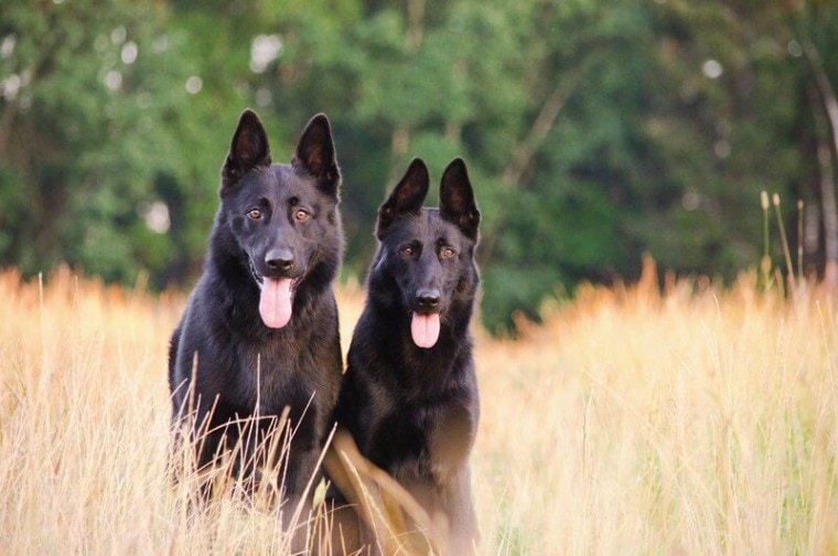 male and female dog in grass