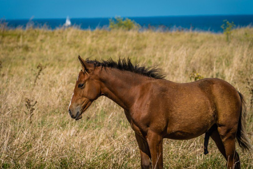 young horse_Stephane Debove_Shutterstock