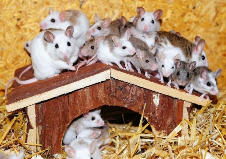 7 Types of Pet Mice Varieties (With Pictures) | Pet Keen