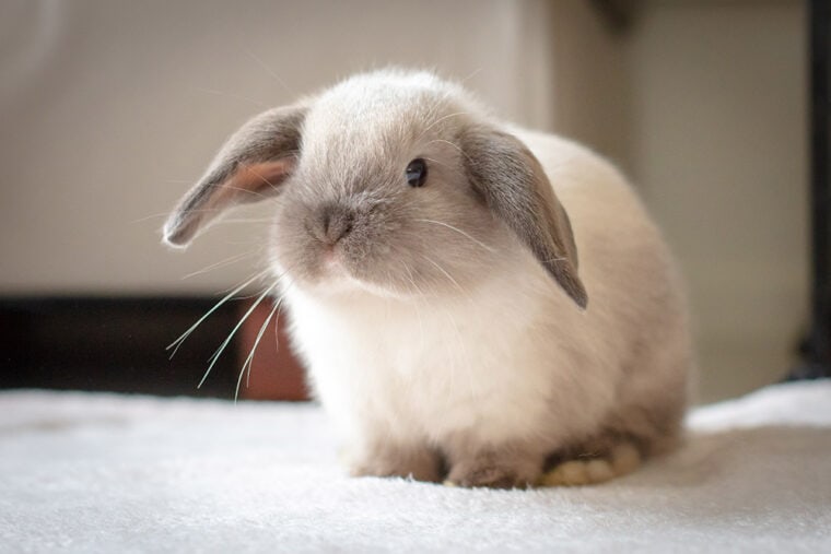 Mini Lop rabbit in the carpet