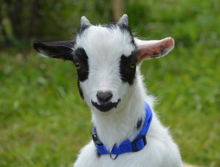 Do Miniature & Pygmy Goats Make Good Pets? 15 Things to Know Before Getting  One | Pet Keen