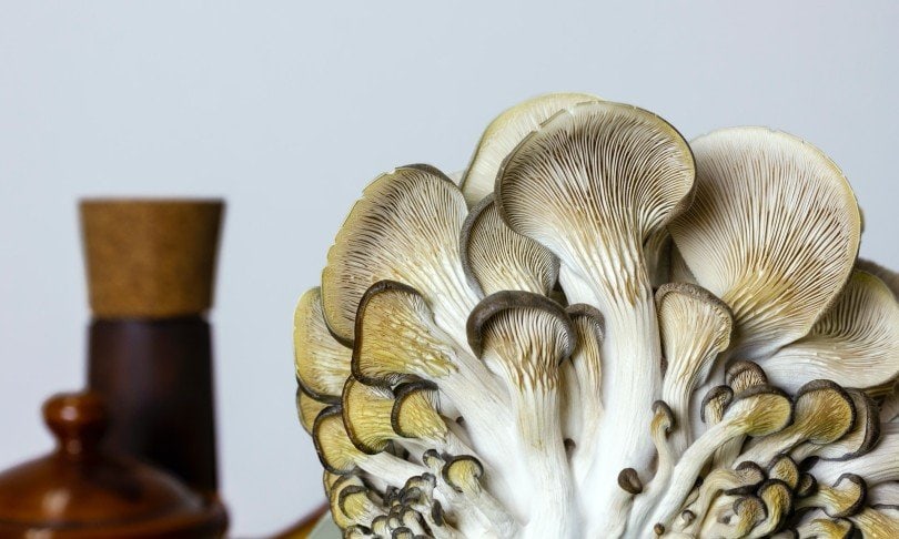 organic oyster mushrooms in kitchen