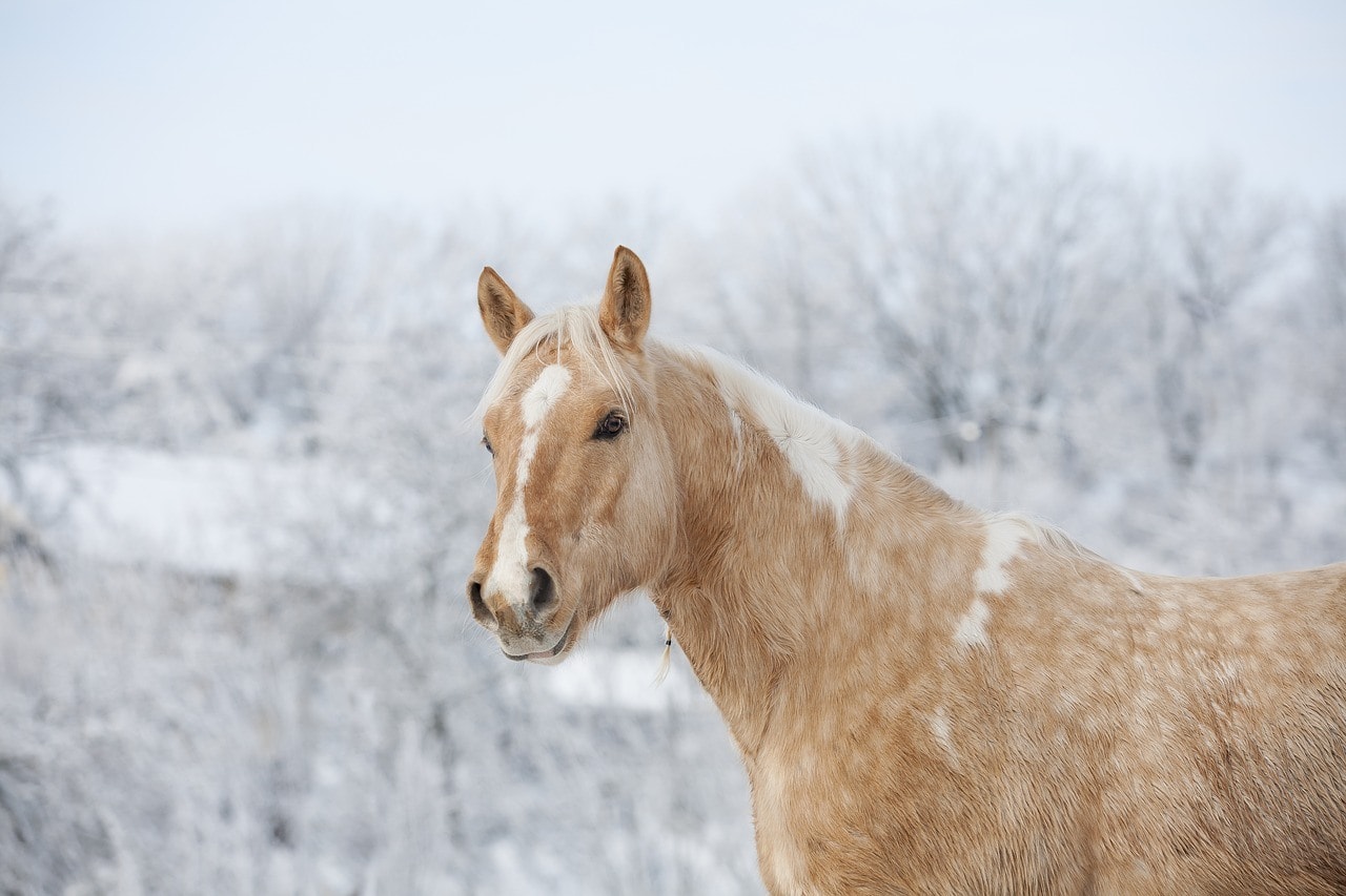 palomino horse in the snow