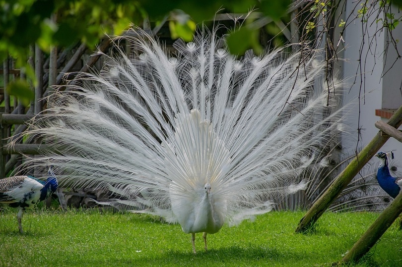 peacock-white-pixabay