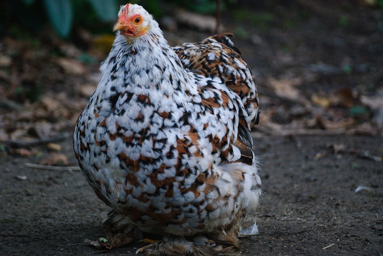 12 Cutest Chicken Breeds (with Pictures) | Pet Keen