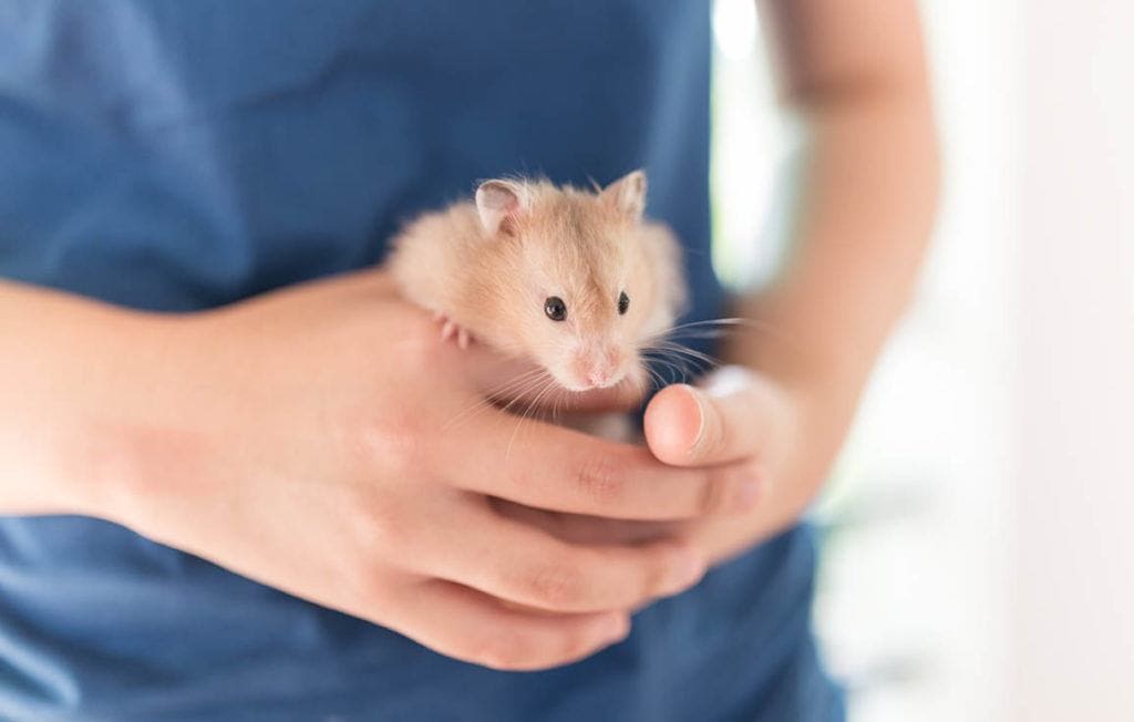person holding a hamster