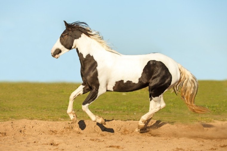 horse running_Osetrik_Shutterstock