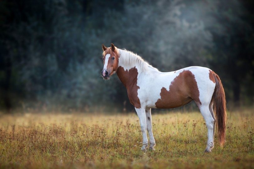 pinto-horse_Callipso_Shutterstock.jpg