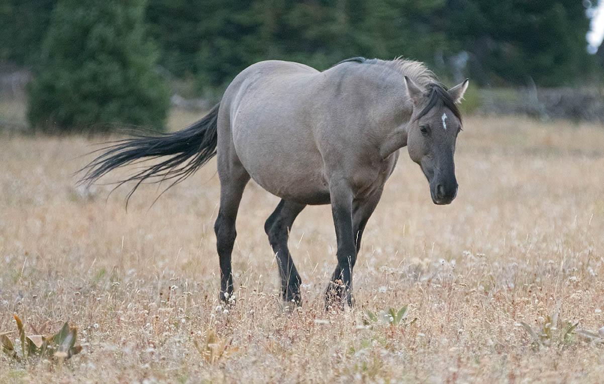 pregnant grulla gray mare