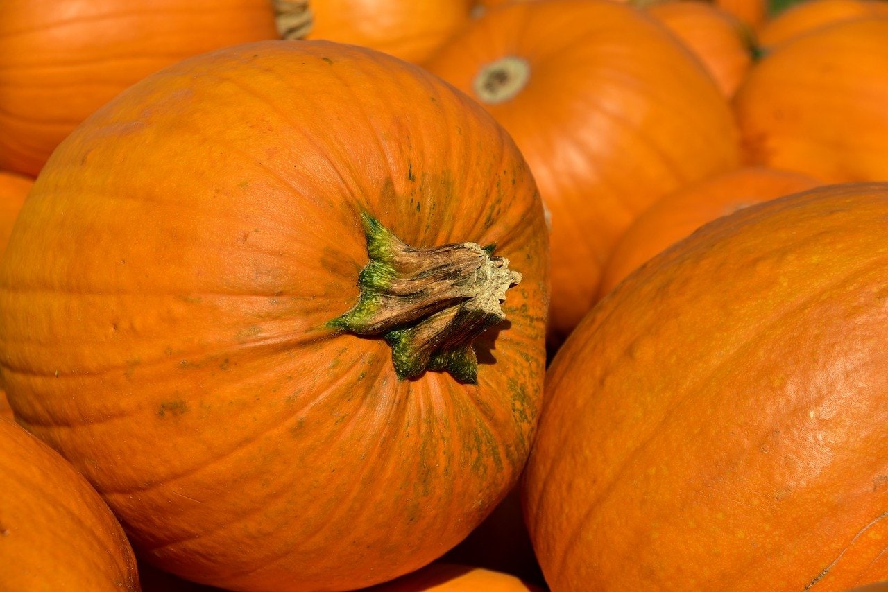 pumpkins close up