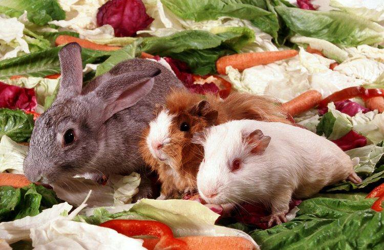 rabbit and hamster on food