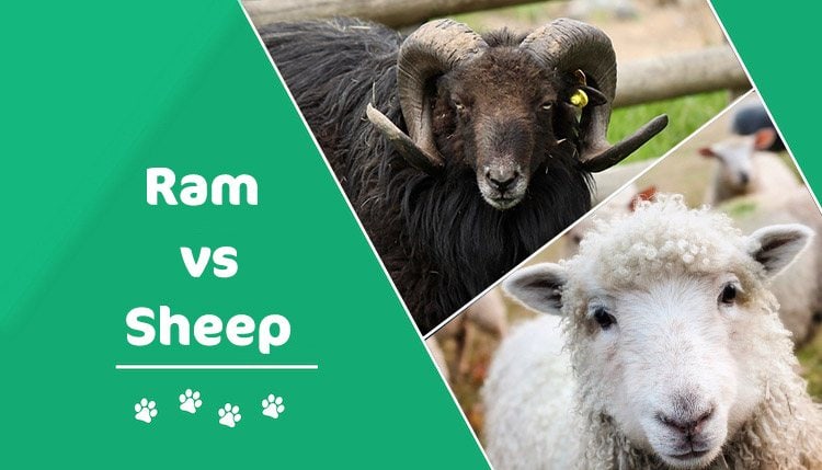 Ram vs Sheep: What's the Difference? (With Pictures) | Pet Keen