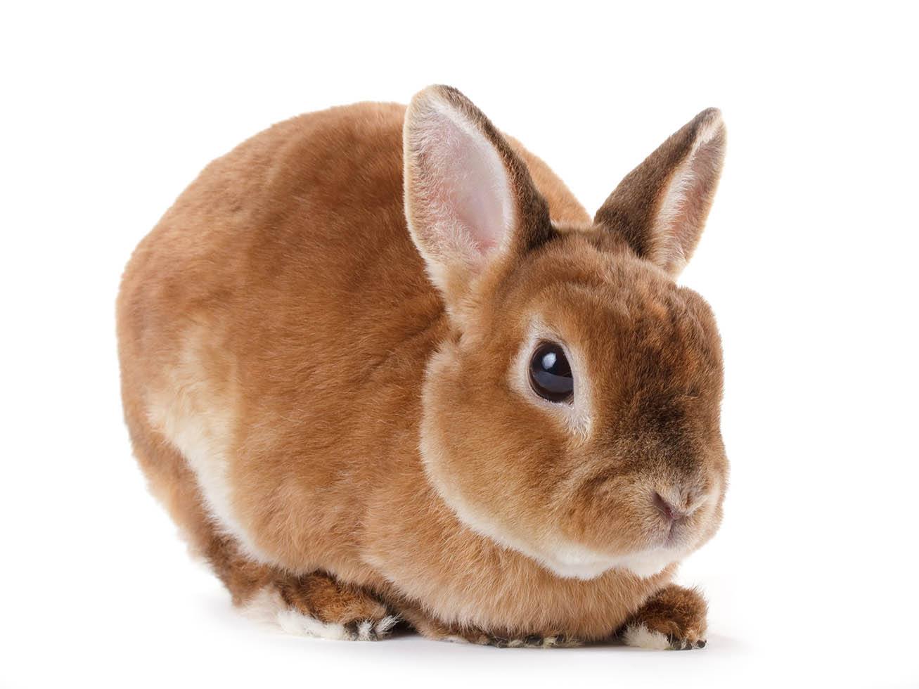 chocolate rex rabbit