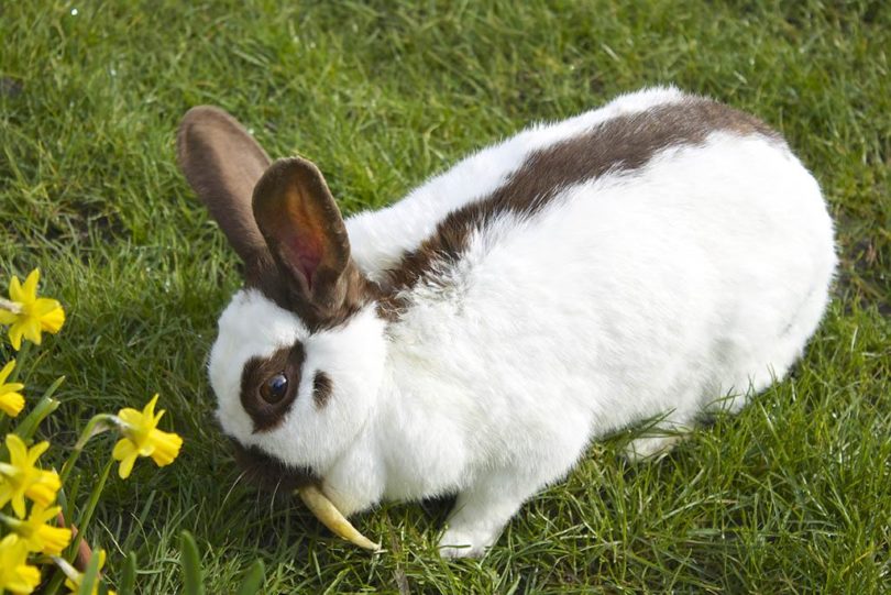 rabbit eating_ Beachbird, Shutterstock