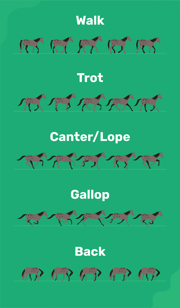 Horse Gaits Types