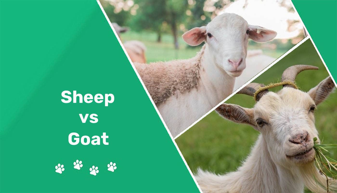 Sheep vs. Goat: What's the Difference? (With Pictures) | Pet Keen