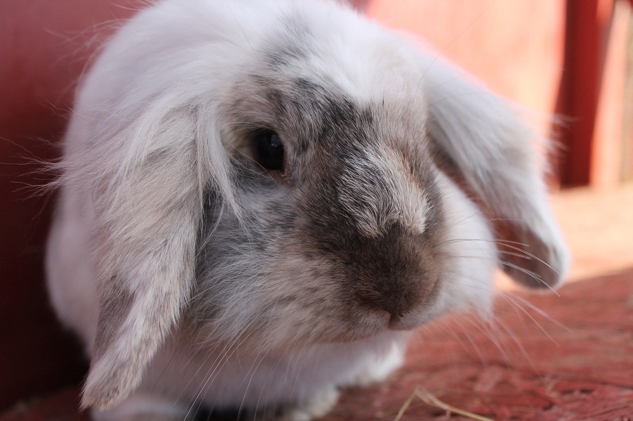 silver rabbit close up