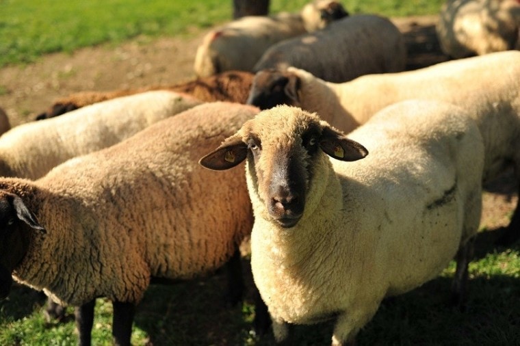 suffolk sheep herd-pixabay