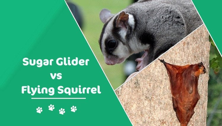 Flying Squirrel vs Sugar Glider: The Key Differences | Pet Keen