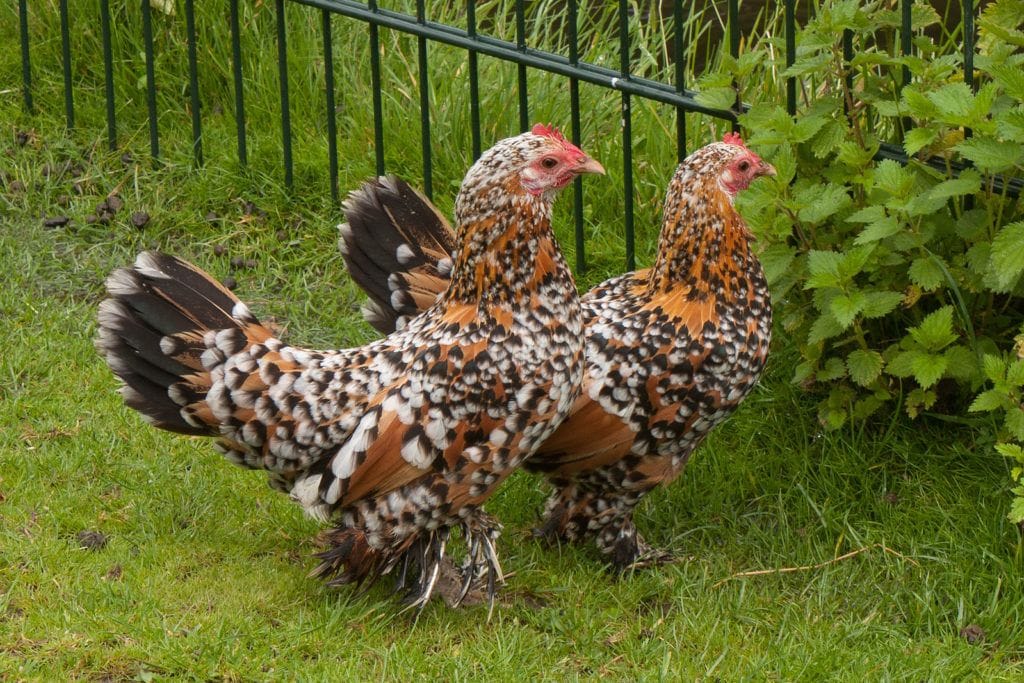 Two Booted Bantams 1024x683 