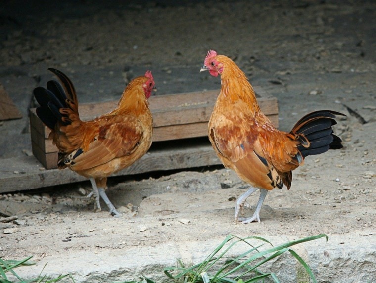 two bantam chickens types