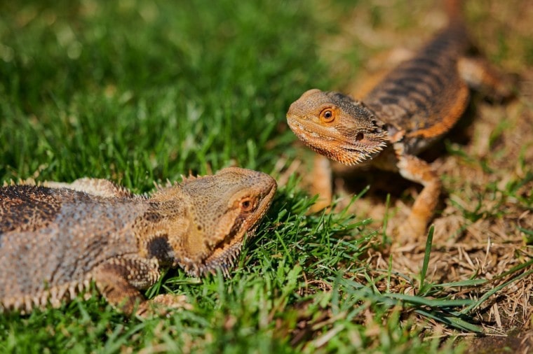 two bearded dragons in the grass